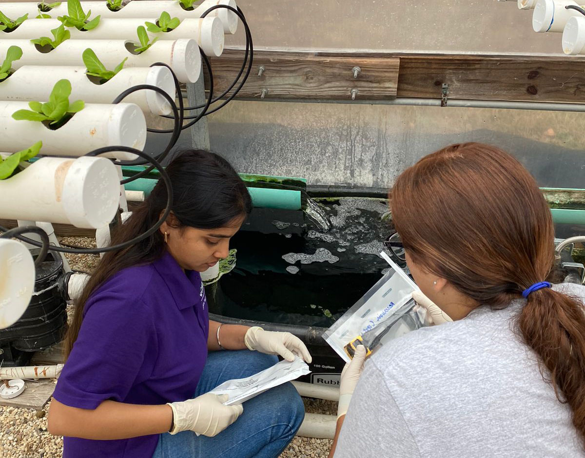Sheetal Jha collects swab samples from a lettuce growing hydroponic farm in Louisiana.