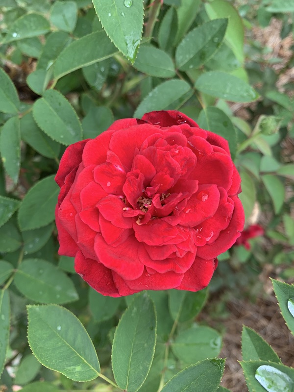 red rose