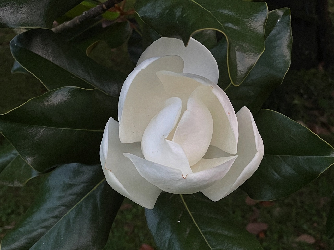 Magnolia
