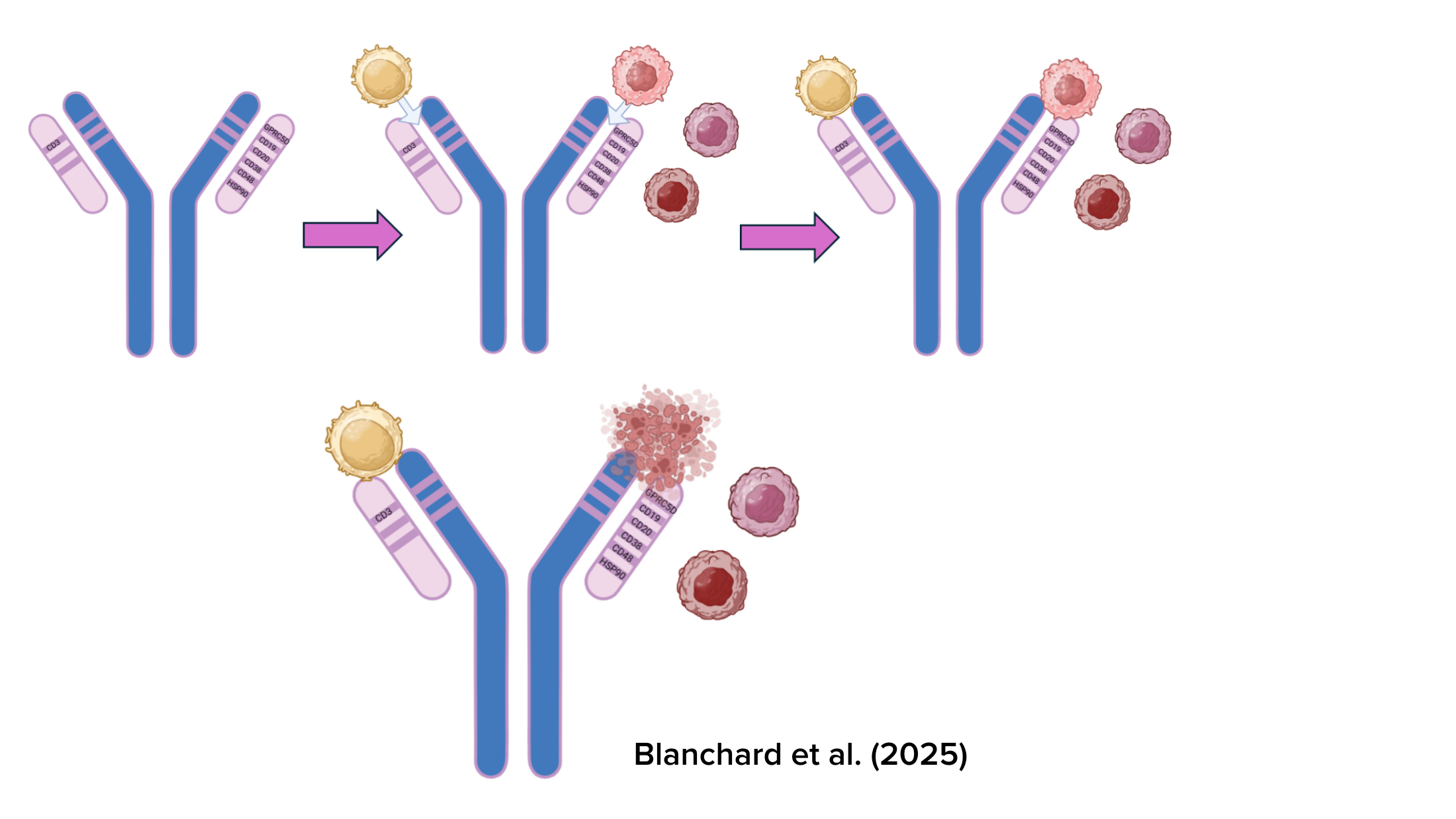 BioBridge mechanism by Jen Blanchard: Using recombinant DNA technology, BiTEs guide T-cells (yellow) to recognize and kill Multiple Myeloma and Leukemia cells. Engineered antibodies target cancer-specific markers, triggering apoptosis and assisting the immune system to destroy cancer cells.