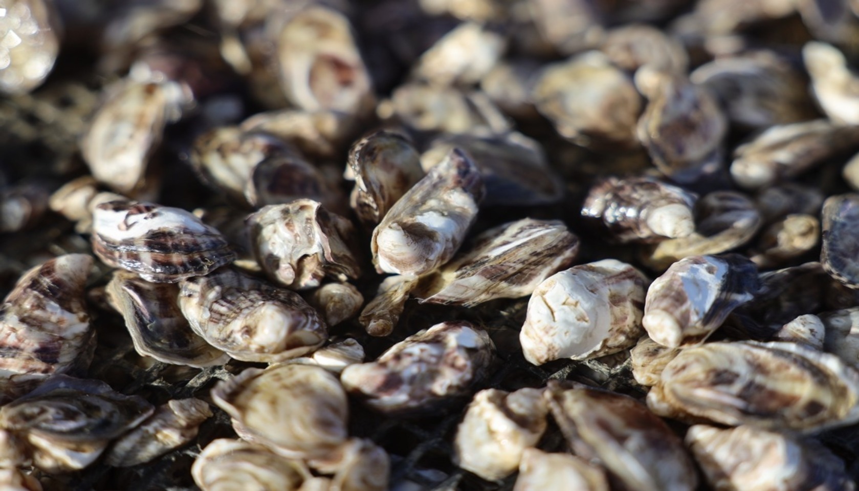 Oyster picture from Adobe Stock Images Oyster Seed Counting