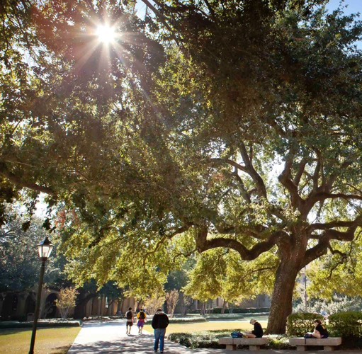 students walking under sunny oaks